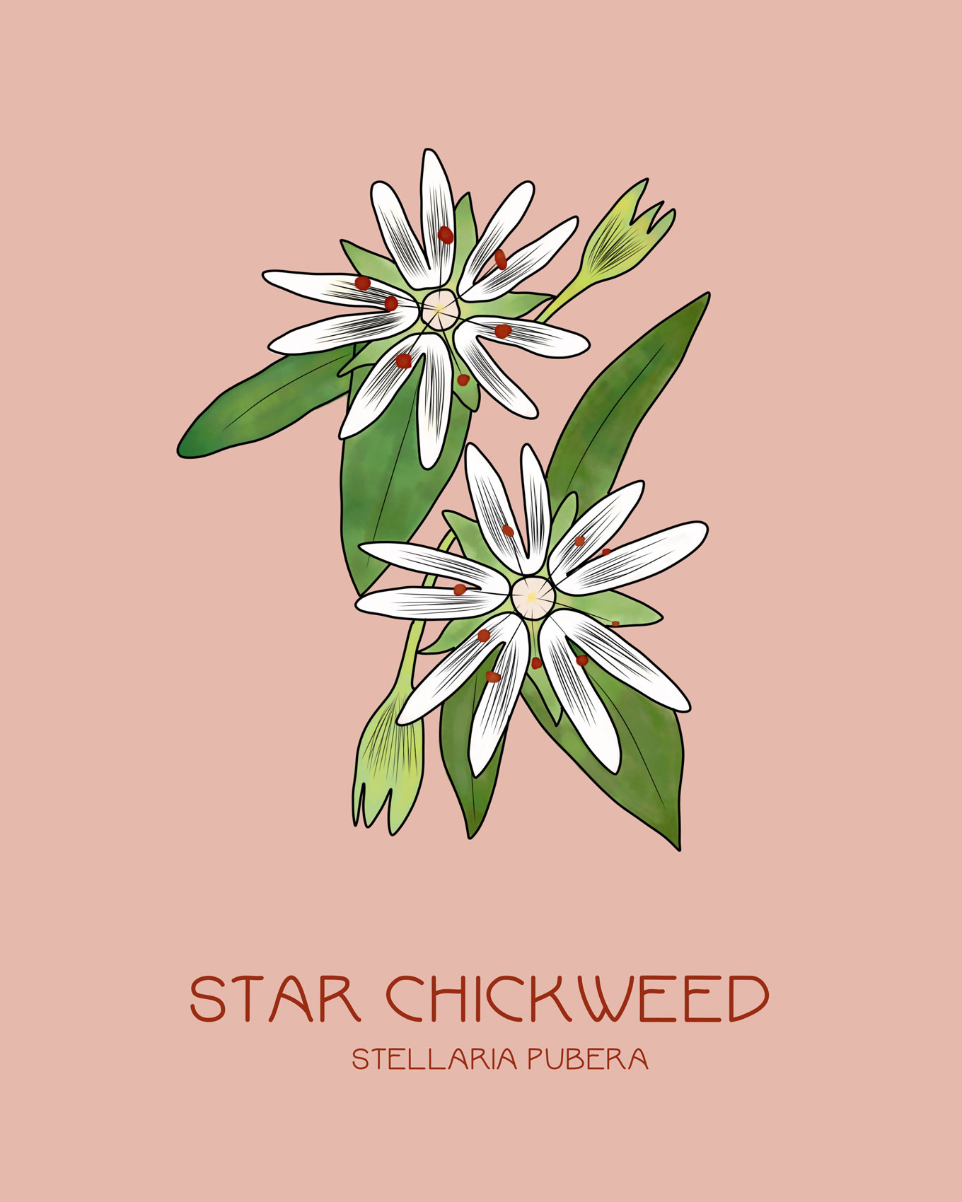 StarChickweed